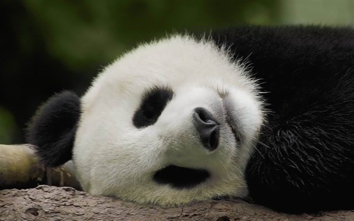 Sleeping Panda-Natural photographie animalière Fonds d'écran Vues:15120