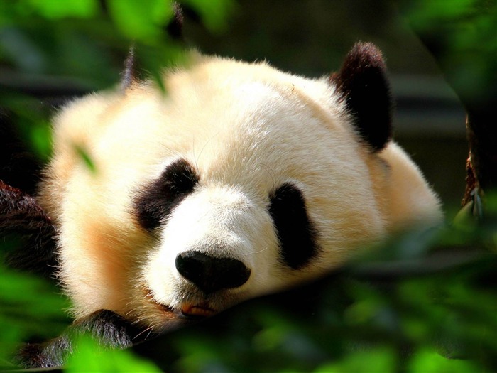 Sleeping Pandas-Animal world photography wallpaper Vistas:10326