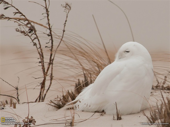 Snowy Owl Long Island-National Geographic fotografía fondo de pantalla Vistas:11410