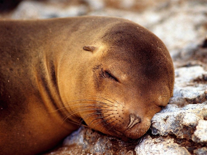 Fondo de pantalla de fotografía de mundo de Almohada de animal suave Vistas:8129