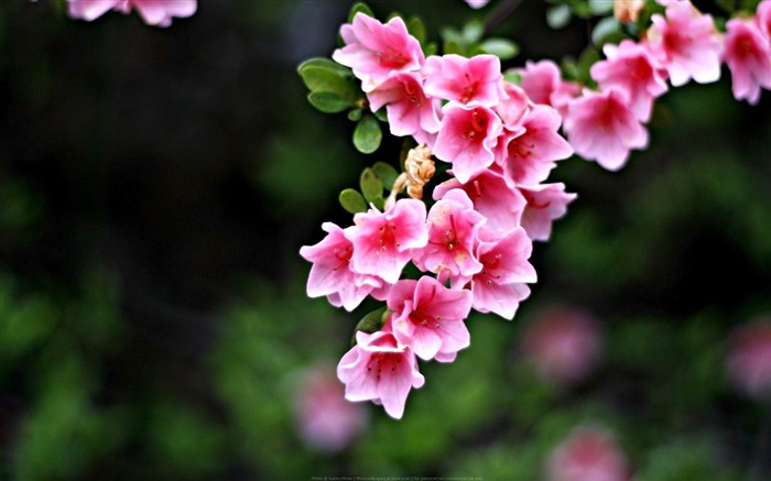 Spring Flowers-spring flowers HD photography wallpaper Views:21111 Date:2013/2/11 20:28:25