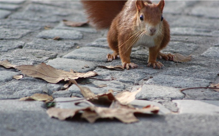 Squirrel-Natural fotografía de animales fondo de pantalla Vistas:6765