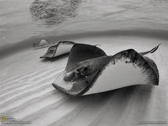 Stingrays Grand Cayman-National Geographic fotografía fondo de pantalla Vistas:8347