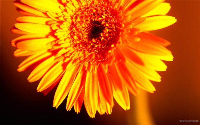 Sunflower-spring flowers HD photography wallpaper Views:10445 Date:2013/2/11 20:29:57