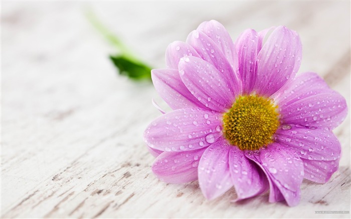 The Beauty Of A Single Flower-spring flowers HD photography wallpaper Views:40846 Date:2013/2/11 20:30:57