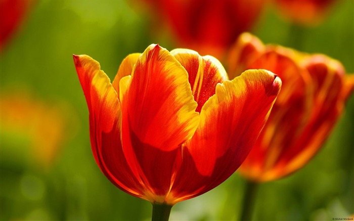 Tulip-2013 flowers photography wallpaper Views:7047 Date:2013/2/5 23:42:36