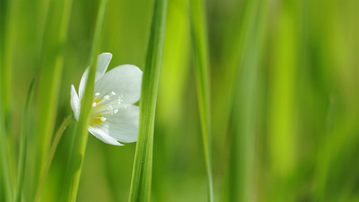 白花-春天鲜花高清摄影壁纸 浏览:13229