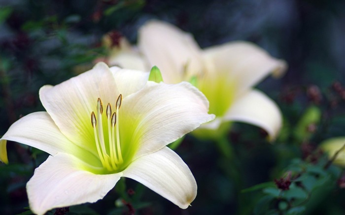 White Flowers-spring flowers HD photography wallpaper Views:8365 Date:2013/2/11 20:31:59