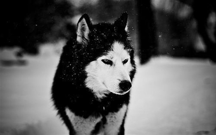 Lobo en el fondo de pantalla de fotografía de mundo de Nieve-Animal Vistas:13185