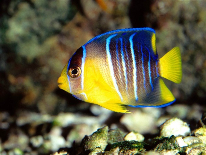 Jaune Bleu Angelfish-Natural photographie animalière Fonds d'écran Vues:19654