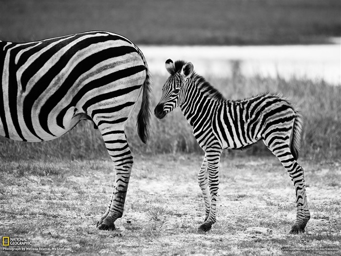 Zebra and Foal Botswana-National Geographic fotografía fondos de pantalla Vistas:9229