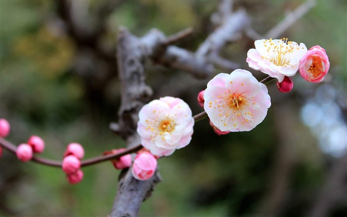 따뜻한 봄 꽃 사진 와이드 벽지 찾아보기 :35150