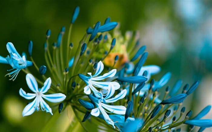 fleurs bleues-fleurs HD écran large Fond d'écran Vues:11489