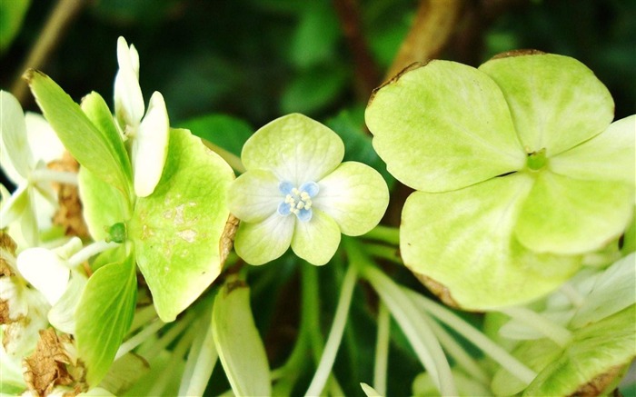 青い小さな花-花の写真撮影ワイド壁紙 ブラウズ:9167