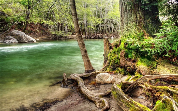 río rápido en el bosque, paisaje natural, fondo de pantalla panorámica Vistas:12496