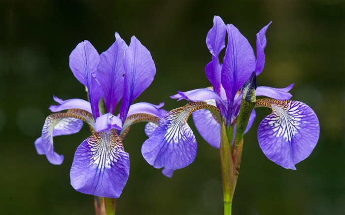 iris-fleurs HD écran large Fond d'écran Vues:16469