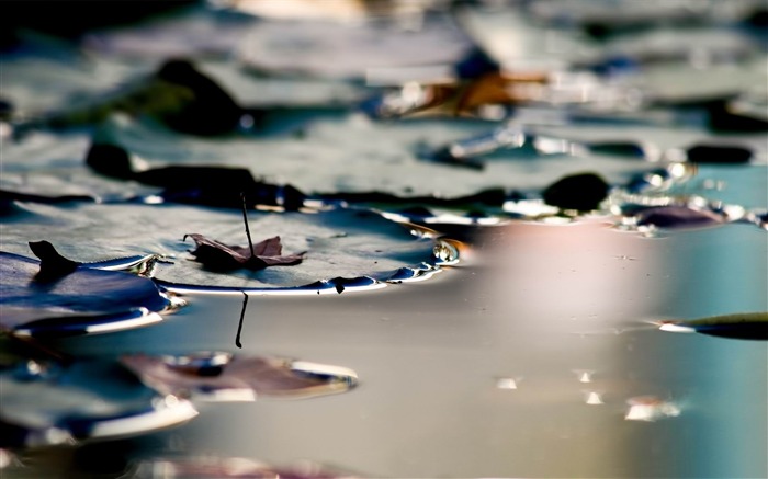 lily pads-Lakeside paysage HD fond d'écran Vues:9487