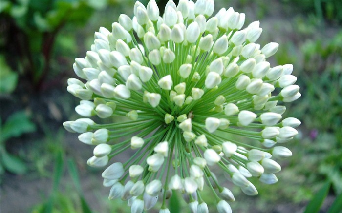 タマネギの花-花の写真撮影ワイド壁紙 ブラウズ:11588