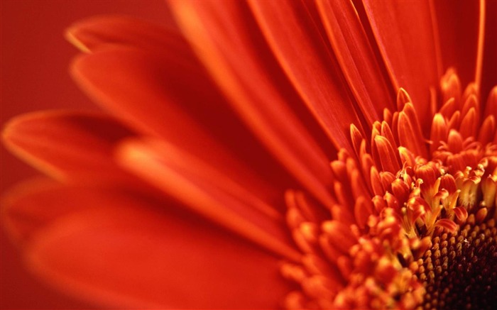 gerbera rouge-fleurs HD écran large Fond d'écran Vues:9378