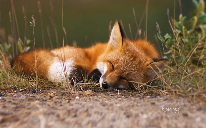 Sleeping fox-2013 Bing widescreen wallpaper Visualizações:31787