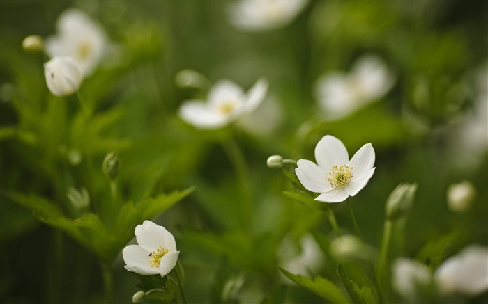 fleurs de printemps-fleurs HD écran large Fond d'écran Vues:10228