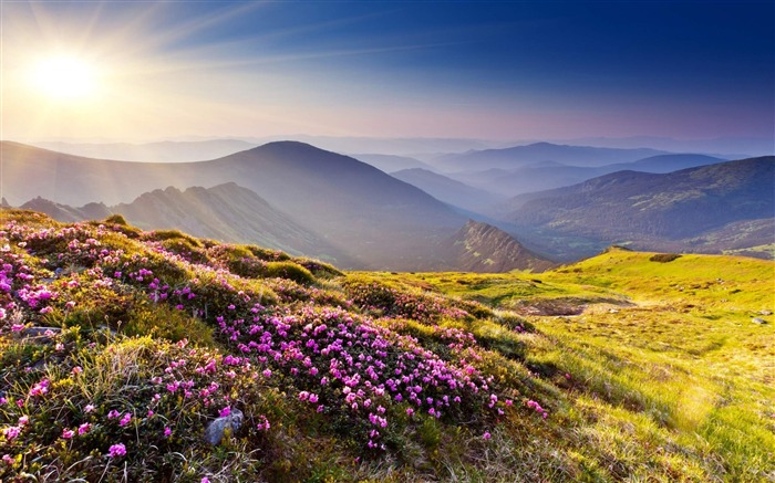 the flowers land-Natural scenery HD Wallpaper Views:24258 Date:2013/2/27 19:05:12