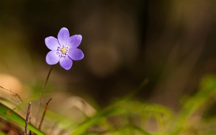 すみれ色の花-花の写真撮影ワイド壁紙 ブラウズ:8540