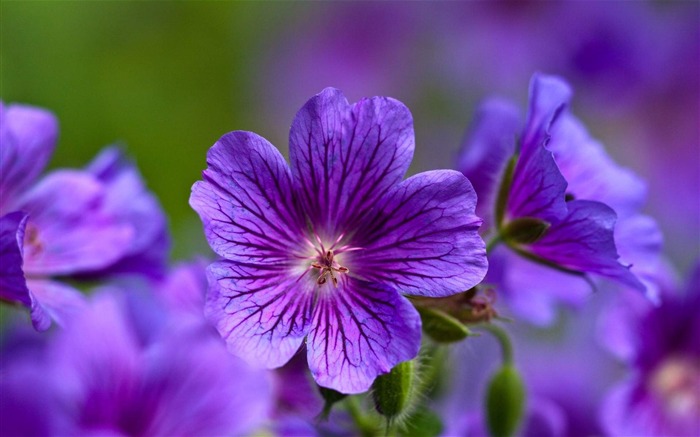 fleurs violettes-fleurs HD écran large Fond d'écran Vues:13484