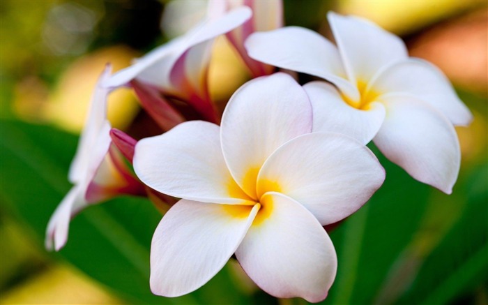 white Orchids-spring flowers HD photography wallpaper Views:14022 Date:2013/2/11 20:13:59