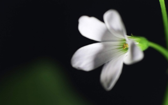 白い花-花の写真撮影ワイド壁紙 ブラウズ:6870