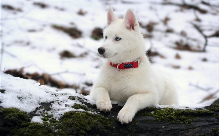 husky blanc-Natural photographie animalière Fonds d'écran Vues:11700