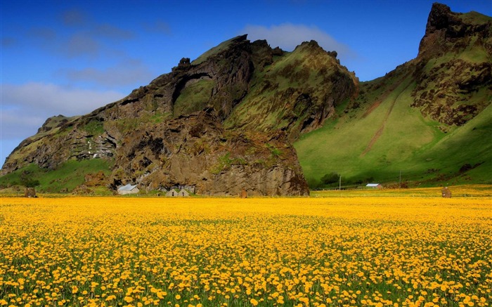 yellow flowers-Natural scenery HD Wallpaper Views:11856 Date:2013/2/27 19:06:40