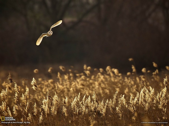 Barn Owl United Kingdom-National Geographic fondo de pantalla Vistas:13862