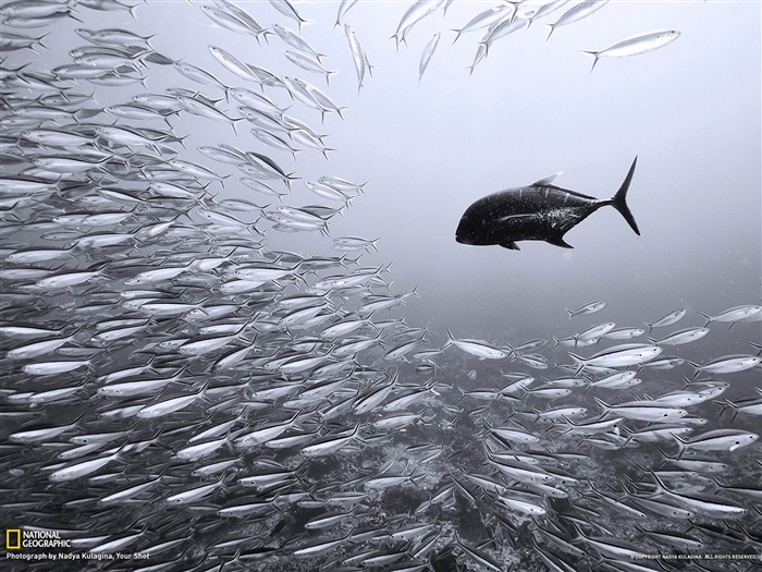 Fondo de pantalla de Black Trevally and Sardines-National Geographic Vistas:11975