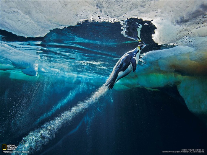 Emperor Penguin Antarctica-National Geographic wallpaper Views:23470 Date:2013/3/24 20:57:31