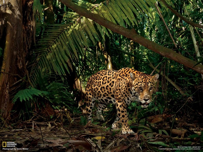 Jaguar Ecuador-National Geographic fondo de pantalla Vistas:14738