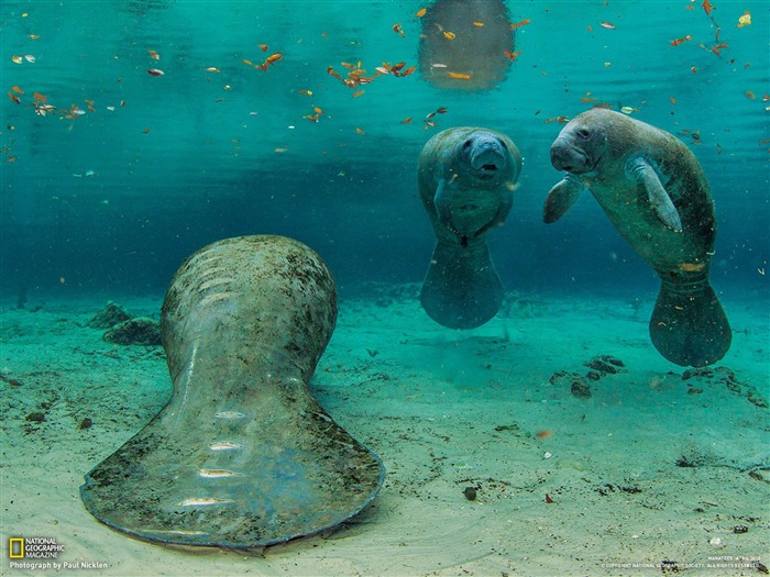 Manatees Florida-National Geographic wallpaper Views:11271 Date:2013/3/24 20:59:32