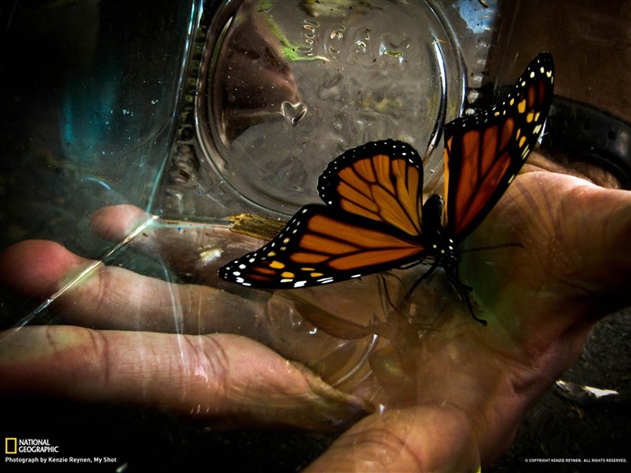 Monarch Butterfly-National Geographic Fondo de pantalla Vistas:9092