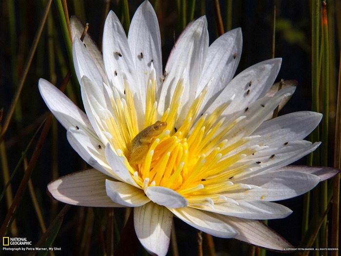 Reed Frog Botswana-National Geographic fondo de pantalla Vistas:9611