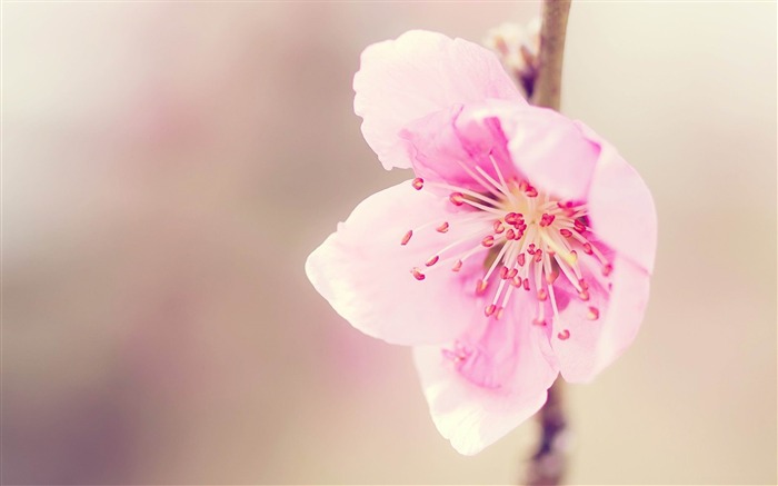 Flores de marzo fotografía romántica fondo de pantalla Vistas:38707