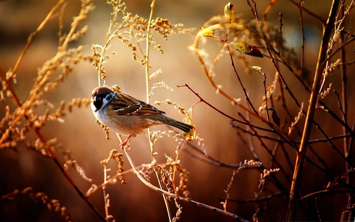 Wallpaper Sparrow-Animal World HD Visualizações:9117