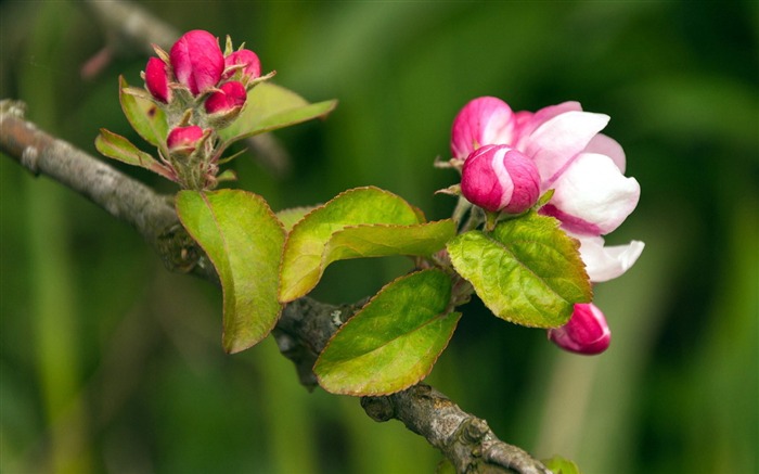 bourgeons du printemps macro photographie HD Fonds d'écran Vues:26737