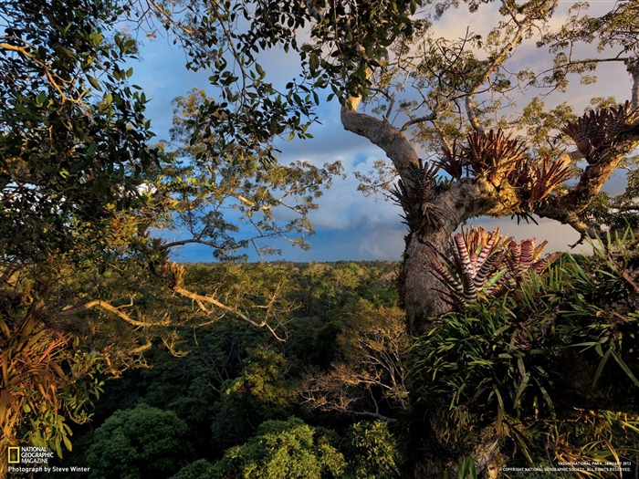 Parque Nacional Yasuni Ecuador-National Geographic Fondo de pantalla Vistas:13036