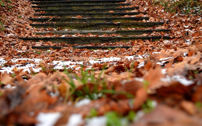 neige feuillage d'automne étapes-Paysages naturels HD Fond d'écran Vues:8962