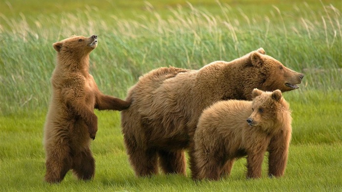 bears grass family-Animal fondo de pantalla HD Vistas:10812