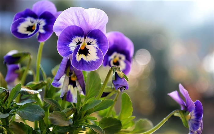 Lindos pansies - papel de parede de fotografia de flores Visualizações:9168