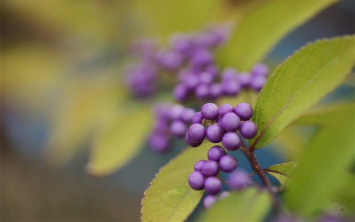 果実はぼかしを残す-植物の花マクロ壁紙 ブラウズ:9872