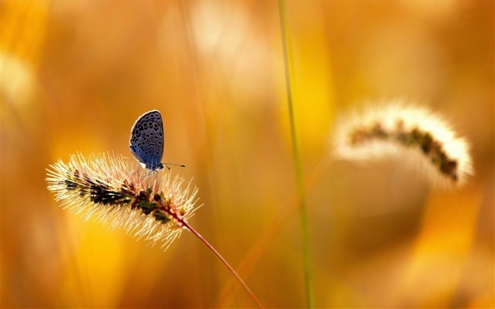 blue butterfly-ecological animal desktop wallpaper Views:8676 Date:2013/3/30 0:29:13