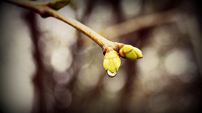 ramificação gotas de borrão-planta flores macro papel de parede Visualizações:9235