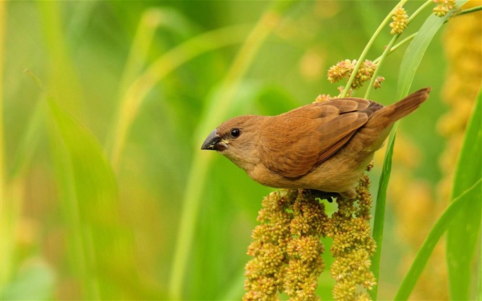 brown bird-ecological animal desktop wallpaper Views:9254 Date:2013/3/30 0:30:09